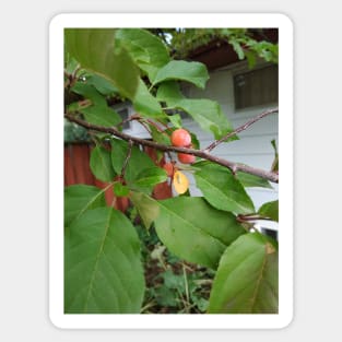 Young Crab Apple Sticker